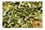 Crespino Corteccia (Berberis vulgaris) - Decotto