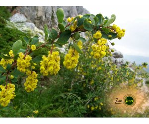 Crespino Corteccia (Berberis vulgaris) - Decotto